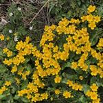 Amarillo