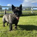 anniewilder