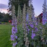 Blomsterpike