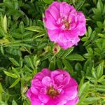 Blomsterpike