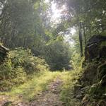 Bortenforstien
