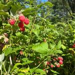 Dolomittene