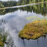 Ellak
