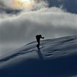 Fjellfyr