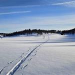 Fjelljenta