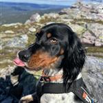 Fjelljenta8