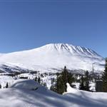 Fjellrose51