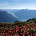 Fjellsnupp