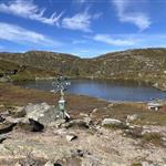 Fjellturvenn