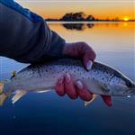 Flyfish