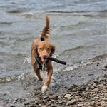 Gladihund