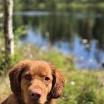 Gladihund