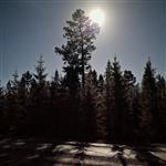 høgevarde6