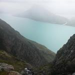 Løvetann