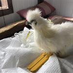 Landsby jente fra Rogaland