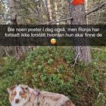 Livsnyter