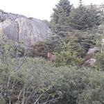 Lovund