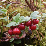 Naturbrukeren