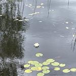 Naturhjerte