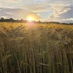 NilsK