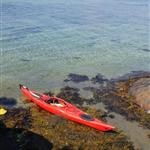 Odd Roger