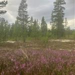 Olea