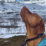 Sipmektind