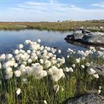 Sipmektind