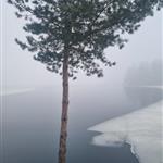 Skog1da