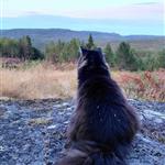 Skogkatt