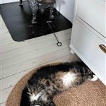 Skogkatt