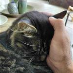 Skogkatt