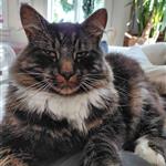 Skogkatt