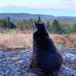 Skogkatt