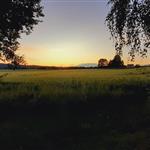 Skogskar