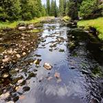 Skogskar