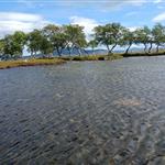 Skogstjerne