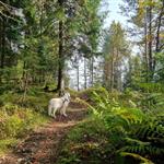 Skogstur 71