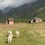 Snøhetta