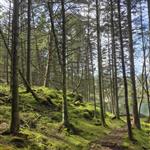 Soleglad59