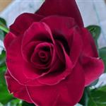 Soleglad59