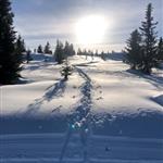 Sommerfugl2026