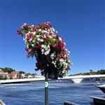 Sommerhåp