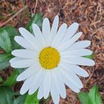 Sommerogsol