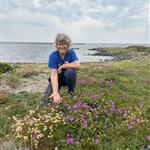 Strandblomst er