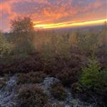 tunevannet
