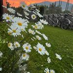 Turvenner