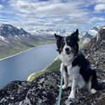 Turvenner