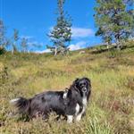 UteIskogen86