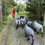 Vedmannen